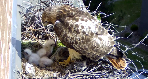 red tailed hawk and chicks