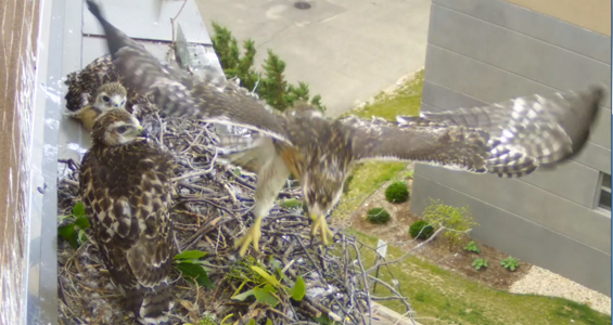 first hawk chick flies