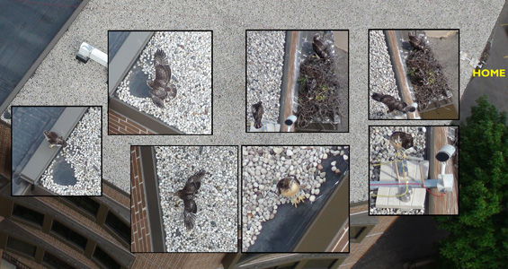 roof montage