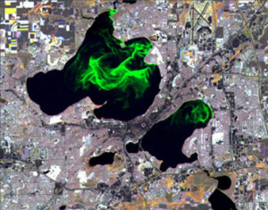 Chlorophyll, whether in terrestrial plants or in floating algae in lakes, has a distinct spectral signature that can be measured by satellite. This image, produced using a multi-date composite of several Landsat scenes, shows algal blooms on lakes Mendota (top) and Monona (bottom right) in Madison, Wisc., Oct. 31, 1999. The algae blooms appear bright green due to their particular timing. Photo: courtesy UW-Madison Environmental Remote Sensing Center; image processing by Jon Chipman.