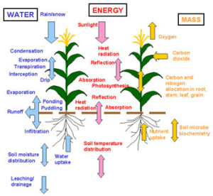 PALMS uses equations to simulate the physical processes involved in the transport of water, heat, and mass within the atmosphere, canopy and soil system.