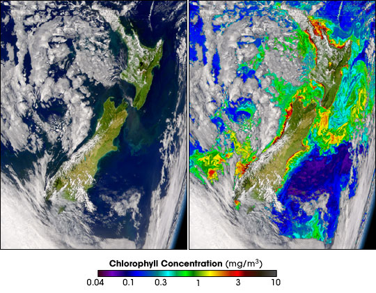 chlorophyll concentration around New Zealand