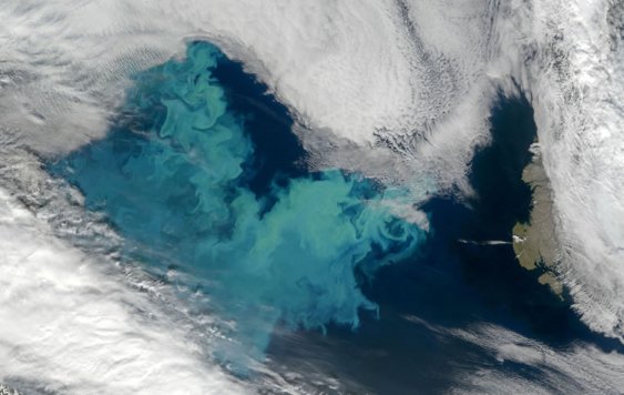 satellite detection of phytoplankton bloom