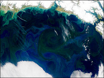 SeaWiFS eddies, Gulf of Alaska