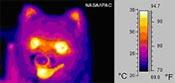 image of small dog taken in mid-infrared light